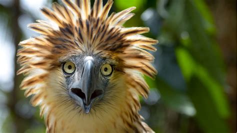 The Philippines Is One of Only 17 Megadiverse .